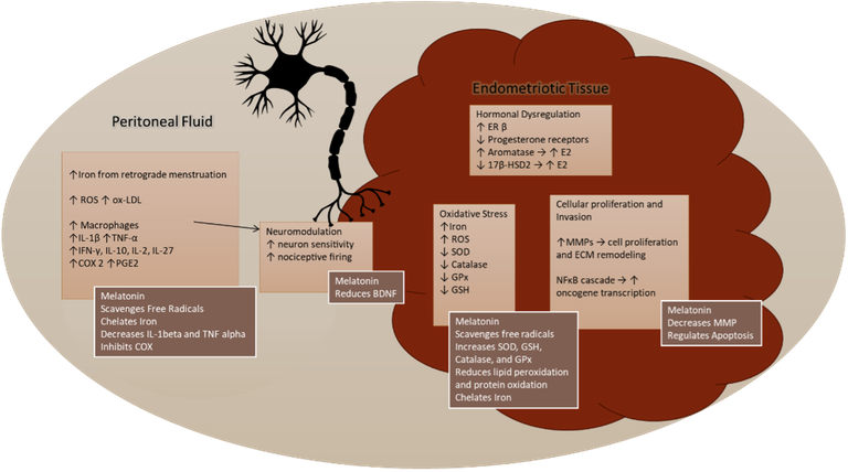 glutathione for endometriosis Therapeutic Effects of Vitamins in
